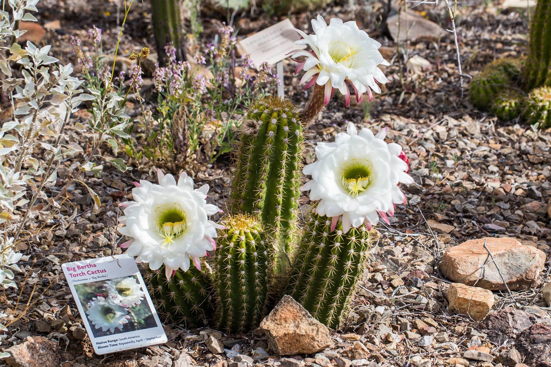 Cactus blooms at the Arizona-Sonora Desert Museum